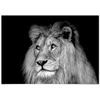 Panorama® Poster León Blanco Y Negro 50x35cm | Impreso En Papel De Alta Calidad De 250gr | Poster De Animales | Cuadros Decorativos De Animales | Cuadros Salón Modernos | Cuadros Dormitorio