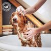 Champú Fruit Of The Groomer De Menta Para Perros  1 Litro | Oferta Exclusiva