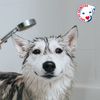 Hidratante De Pelo Iv San Bernard Sil Plus Para Perros 100 Ml | Oferta Exclusiva