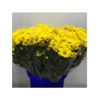 Margarita Crisantemo  Flor Natural  Crisantemo Bacardi  Ramo De 5 Tallos  70cm De Alto  Amarillo