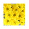 Margarita Crisantemo  Flor Natural  Crisantemo Bacardi  Ramo De 5 Tallos  70cm De Alto  Amarillo