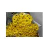 Margarita Crisantemo  Flor Natural  Crisantemo Bacardi  Ramo De 5 Tallos  70cm De Alto  Amarillo