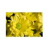 Margarita Crisantemo  Flor Natural  Crisantemo Bacardi  Ramo De 5 Tallos  70cm De Alto  Amarillo