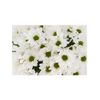 Margarita Crisantemo  Flor Natural  Crisantemo Bacardi  Ramo De 5 Tallos  70cm De Alto  Blanco