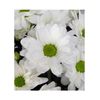 Margarita Crisantemo  Flor Natural  Crisantemo Bacardi  Ramo De 5 Tallos  70cm De Alto  Blanco