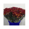 Margarita Crisantemo  Flor Natural  Crisantemo Bacardi  Ramo De 5 Tallos  70cm De Alto  Rojo