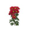 Margarita Crisantemo  Flor Natural  Crisantemo Bacardi  Ramo De 5 Tallos  70cm De Alto  Rojo