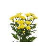 Margarita Crisantemo  Flor Natural  Crisantemo Euro  Ramo De 5 Tallos  70cm De Alto  Amarillo