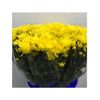 Margarita Crisantemo  Flor Natural  Crisantemo Euro  Ramo De 5 Tallos  70cm De Alto  Amarillo