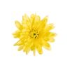 Margarita Crisantemo  Flor Natural  Crisantemo Euro  Ramo De 5 Tallos  70cm De Alto  Amarillo