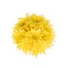 Margarita Crisantemo  Flor Natural  Crisantemo Euro  Ramo De 5 Tallos  70cm De Alto  Amarillo