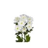 Margarita Crisantemo  Flor Natural  Crisantemo Euro  Ramo De 5 Tallos  70cm De Alto  Blanco