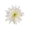 Margarita Crisantemo  Flor Natural  Crisantemo Euro  Ramo De 5 Tallos  70cm De Alto  Blanco