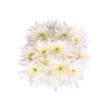 Margarita Crisantemo  Flor Natural  Crisantemo Euro  Ramo De 5 Tallos  70cm De Alto  Blanco