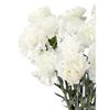 Clavel Colombiano  Flor Natural  Ramo De 20 Tallos  65cm De Alto  Blanco