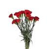 Clavel Colombiano  Flor Natural  Ramo De 20 Tallos  65cm De Alto  Rojo