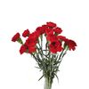 Clavel Colombiano  Flor Natural  Ramo De 20 Tallos  65cm De Alto  Rojo