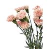 Clavel Colombiano  Flor Natural  Ramo De 20 Tallos  65cm De Alto  Rosa