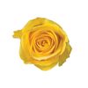 Rosas Variadas  Flor Natural  Ramo De 25 Tallos  60cm De Alto  Amarillas Brighton