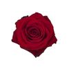 Rosas Variadas  Flor Natural  Ramo De 25 Tallos  60cm De Alto  Rojas Freedom