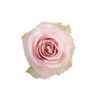 Rosas Variadas  Flor Natural  Ramo De 25 Tallos  60cm De Alto  Rosa Mondial