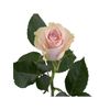 Rosas Variadas  Flor Natural  Ramo De 25 Tallos  60cm De Alto  Rosa Mondial