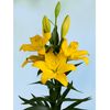 Liliums La  Flor Natural  Ramo De 10 Tallos  80cm De Alto  Amarillo