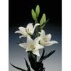 Liliums La  Flor Natural  Ramo De 10 Tallos  80cm De Alto  Blanco