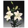 Liliums La  Flor Natural  Ramo De 10 Tallos  80cm De Alto  Blanco