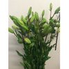 Liliums La  Flor Natural  Ramo De 10 Tallos  80cm De Alto  Blanco