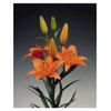 Liliums La  Flor Natural  Ramo De 10 Tallos  80cm De Alto  Naranja