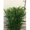 Liliums La  Flor Natural  Ramo De 10 Tallos  80cm De Alto  Naranja