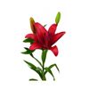 Liliums La  Flor Natural  Ramo De 10 Tallos  80cm De Alto  Rojo