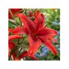 Liliums La  Flor Natural  Ramo De 10 Tallos  80cm De Alto  Rojo