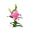 Liliums La  Flor Natural  Ramo De 10 Tallos  80cm De Alto  Rosa