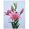 Liliums La  Flor Natural  Ramo De 10 Tallos  80cm De Alto  Rosa