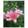 Liliums La  Flor Natural  Ramo De 10 Tallos  80cm De Alto  Rosa