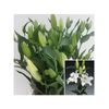 Liliums La  Flor Natural  Ramo De 10 Tallos  80cm De Alto  Oriental Blanco