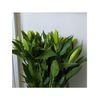 Liliums La  Flor Natural  Ramo De 10 Tallos  80cm De Alto  Oriental Blanco