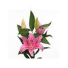 Liliums La  Flor Natural  Ramo De 10 Tallos  80cm De Alto  Oriental Rosa