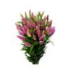 Liliums La  Flor Natural  Ramo De 10 Tallos  80cm De Alto  Oriental Rosa