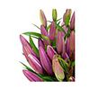 Liliums La  Flor Natural  Ramo De 10 Tallos  80cm De Alto  Oriental Rosa