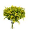 Solidago  Flor Natural  Ramo De 25 Tallos  Amarillo  80cm De Alto