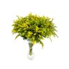 Solidago  Flor Natural  Ramo De 25 Tallos  Amarillo  80cm De Alto