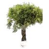 Lentisco  Flor Natural  Ramo De 50 Tallos  Verde  60cm De Alto