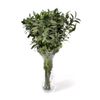 Ruscus  Flor Natural  Ramo De 50 Tallos  Verde  80cm De Alto