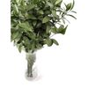 Ruscus  Flor Natural  Ramo De 50 Tallos  Verde  80cm De Alto