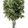 Ruscus  Flor Natural  Ramo De 50 Tallos  Verde  80cm De Alto