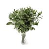 Ruscus  Flor Natural  Ramo De 50 Tallos  Verde  80cm De Alto