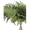 Helecho De Cuero  Flor Natural  Ramo De 20 Tallos  Verde  60cm De Alto